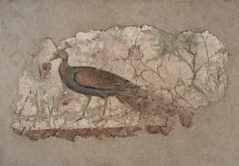 Mural painting of a peacock